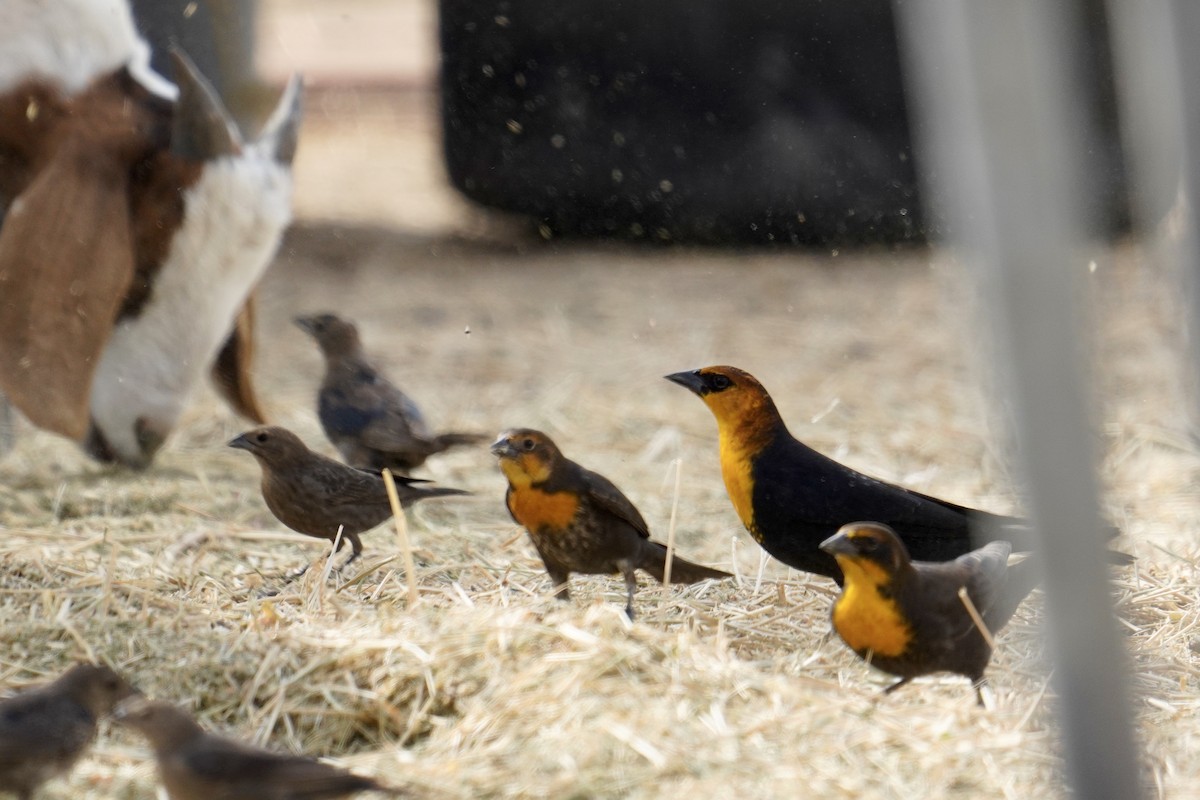 Yellow-headed Blackbird - ML626063948