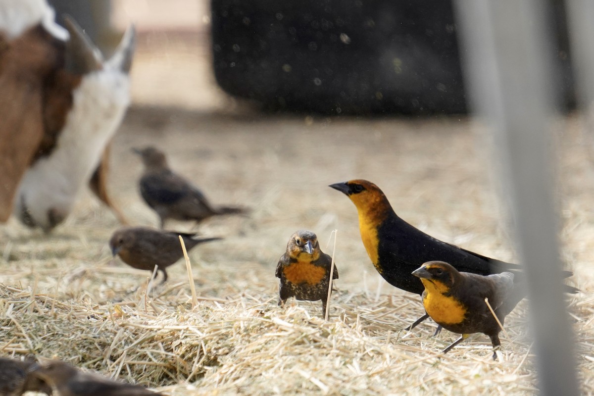 Yellow-headed Blackbird - ML626063949