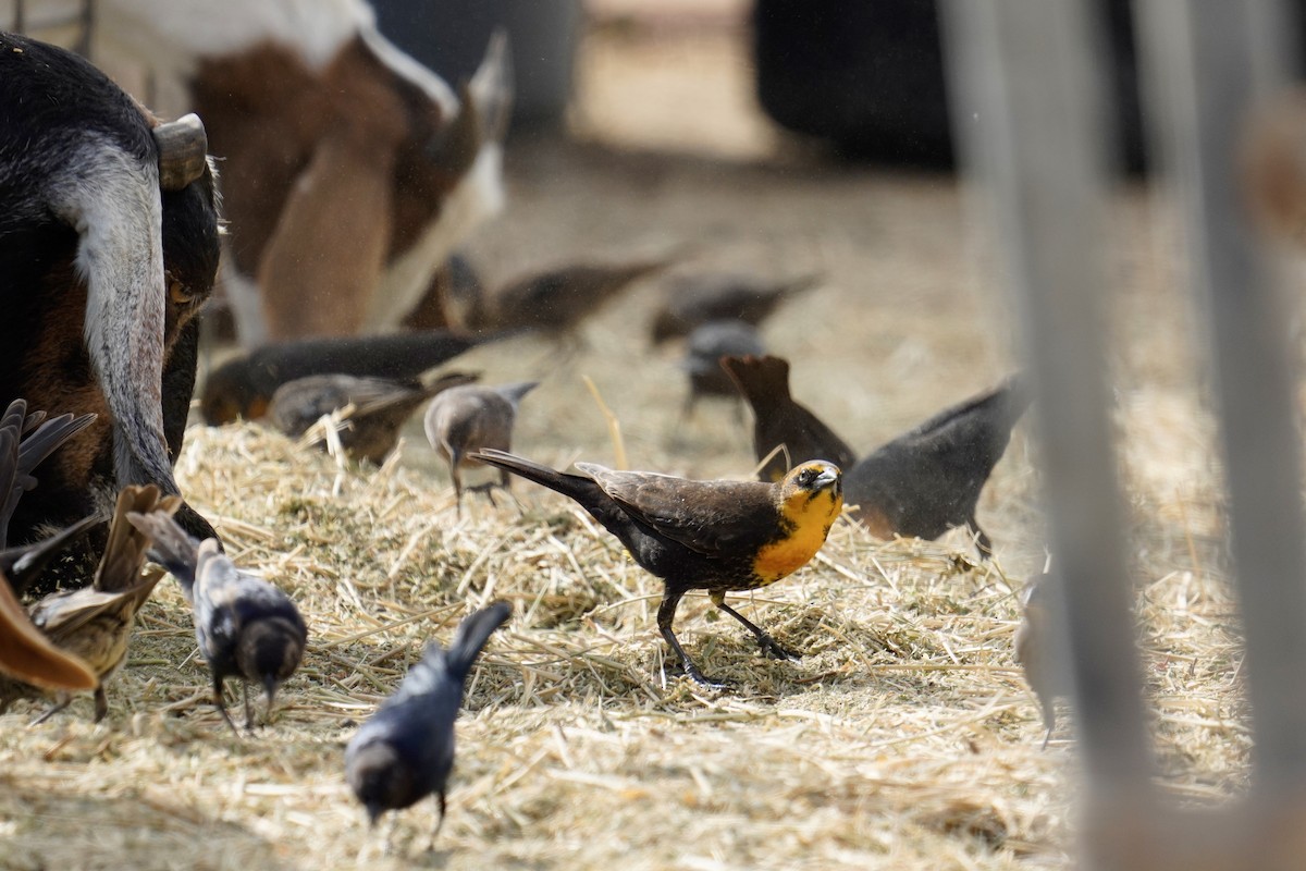 Yellow-headed Blackbird - ML626063950