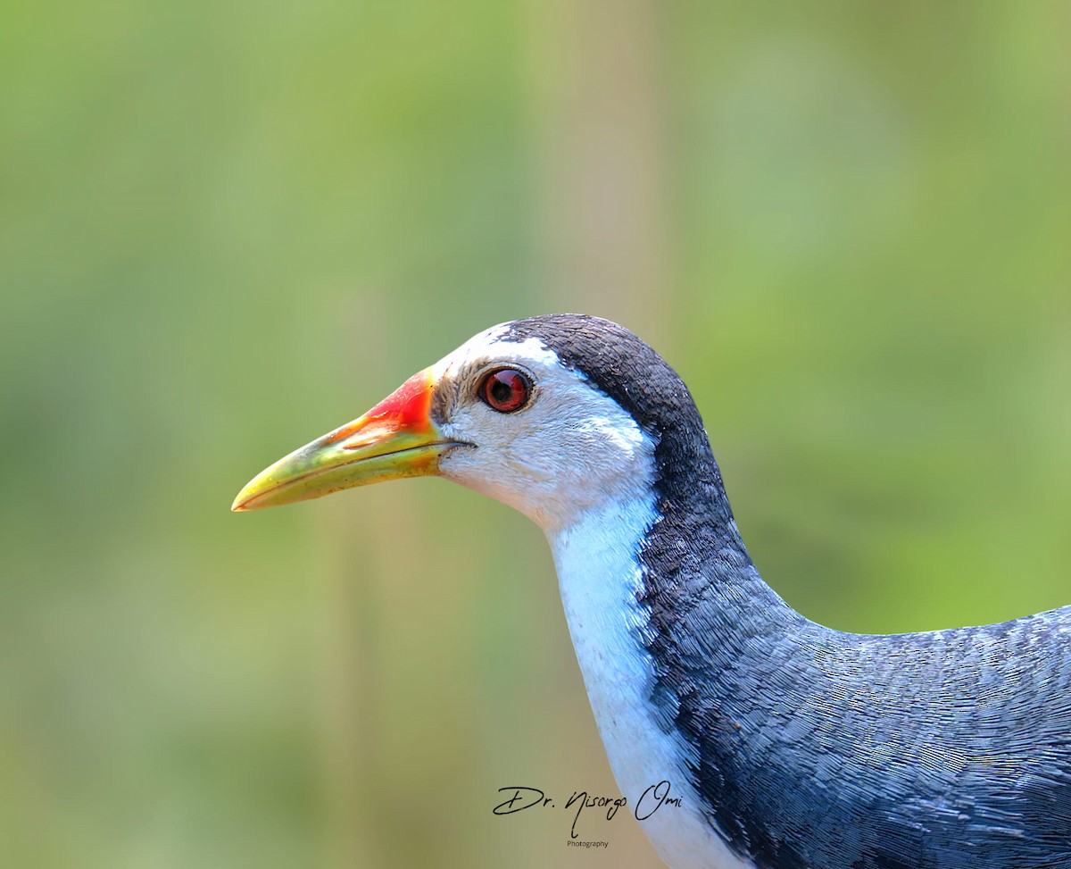 White-breasted Waterhen - ML626063966