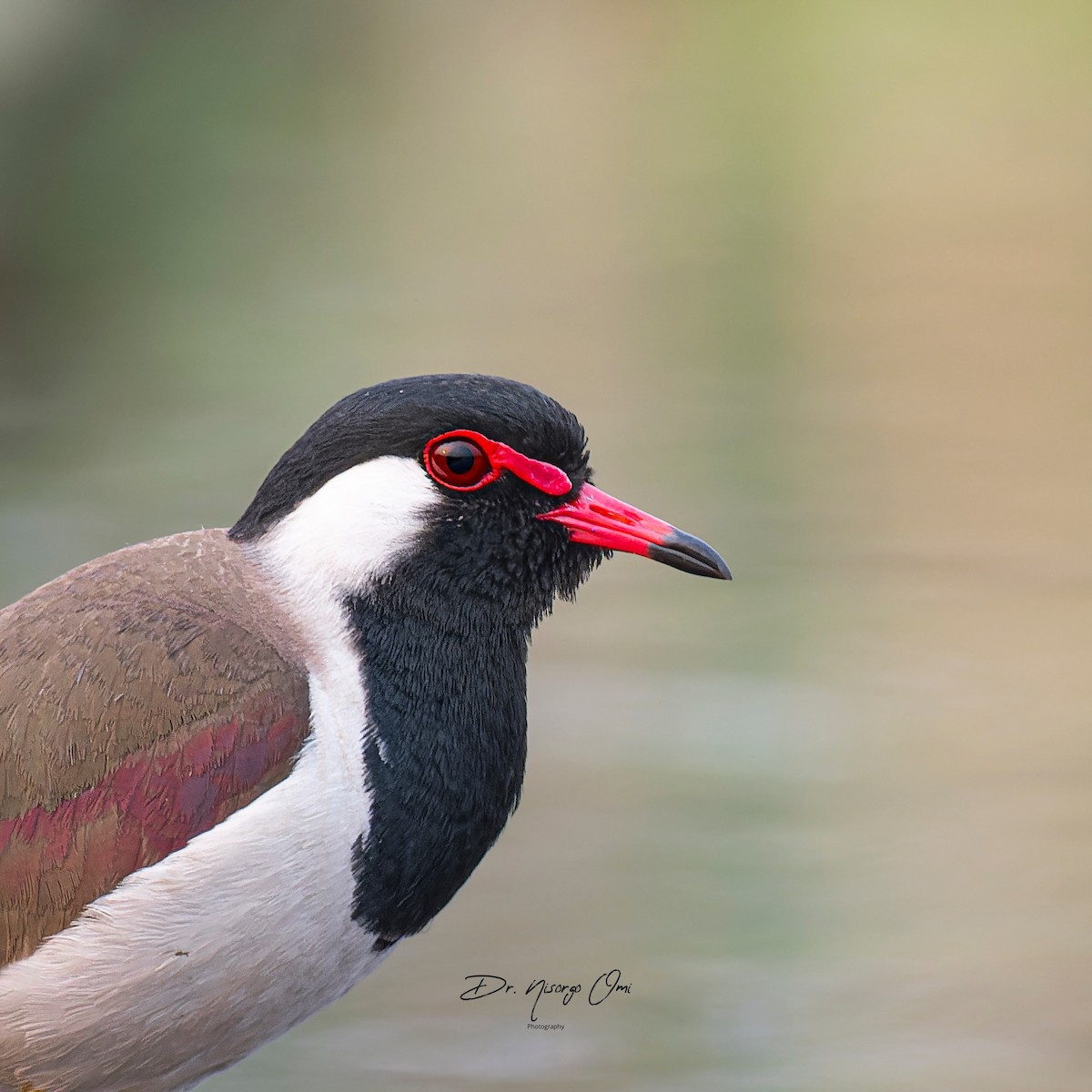 Red-wattled Lapwing - ML626063985