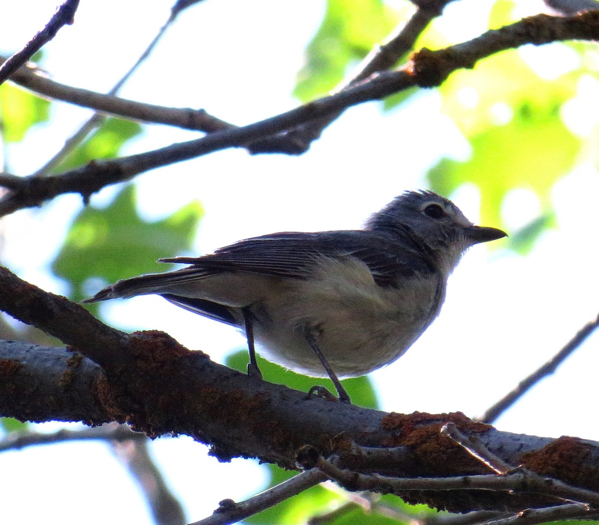 Plumbeous Vireo - ML62606411