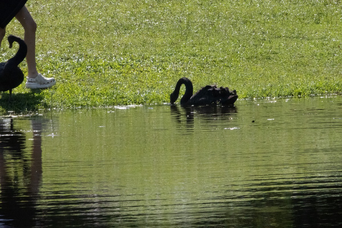 Cisne Negro - ML626064471