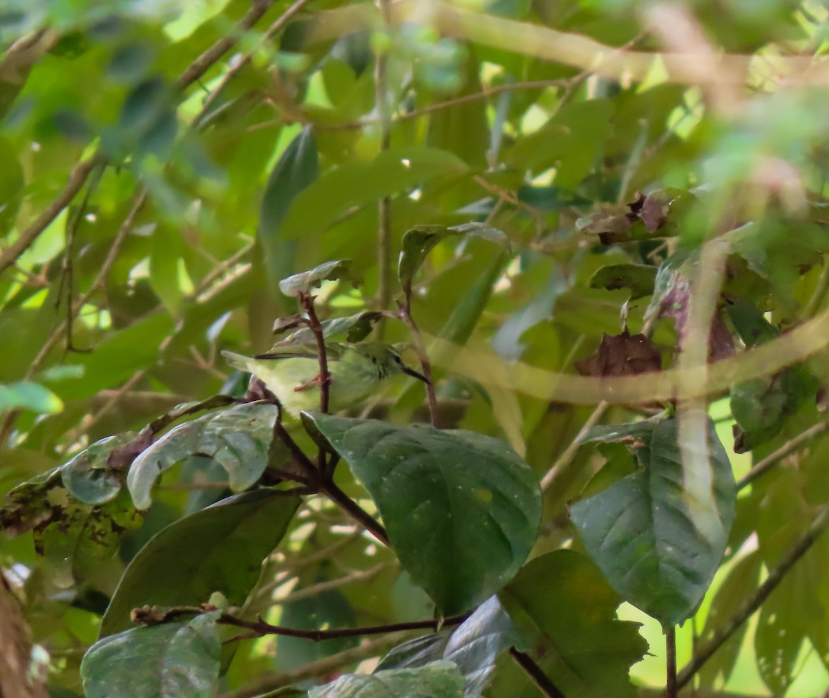 Red-legged Honeycreeper - ML626064518