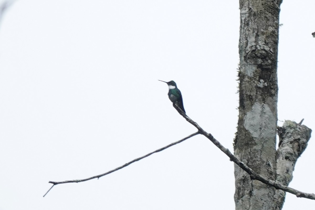 White-throated Hummingbird - ML626064575