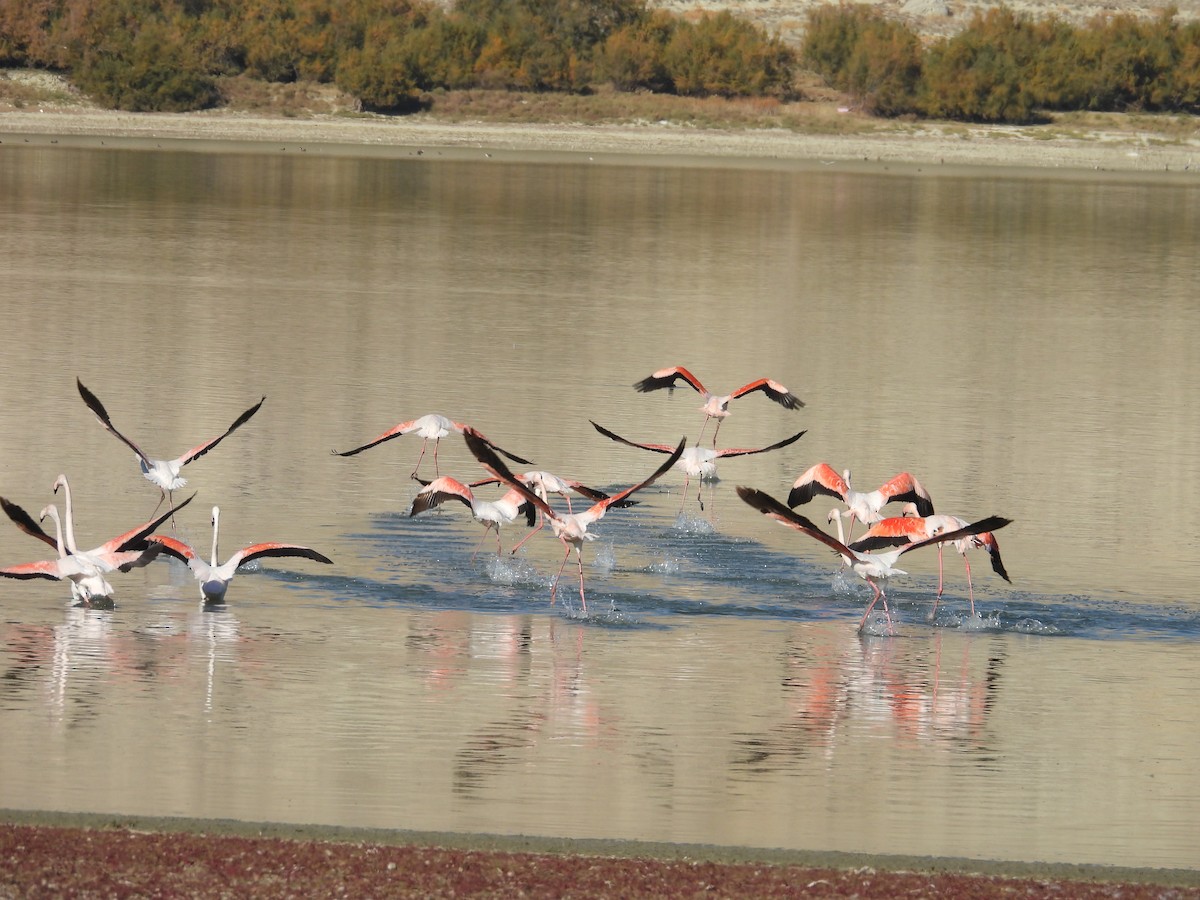 Flamant rose - ML626064871