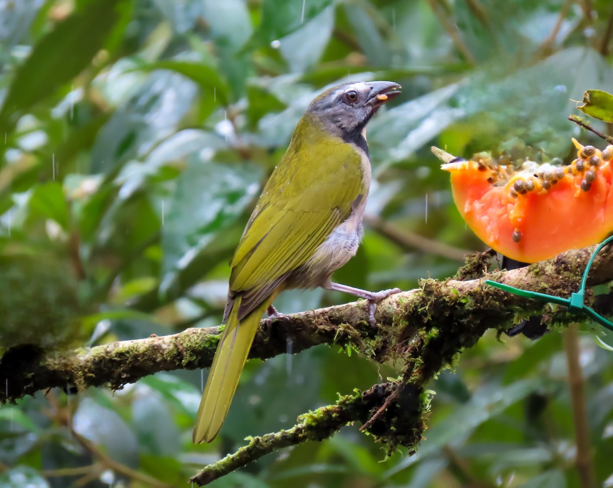 Buff-throated Saltator - ML626064873