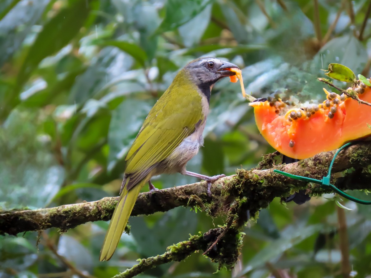 Buff-throated Saltator - ML626064874