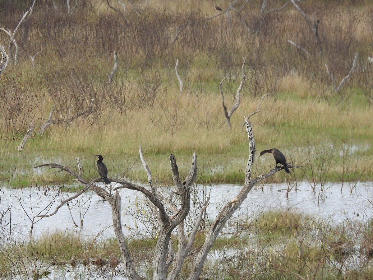 Neotropic Cormorant - ML626065000