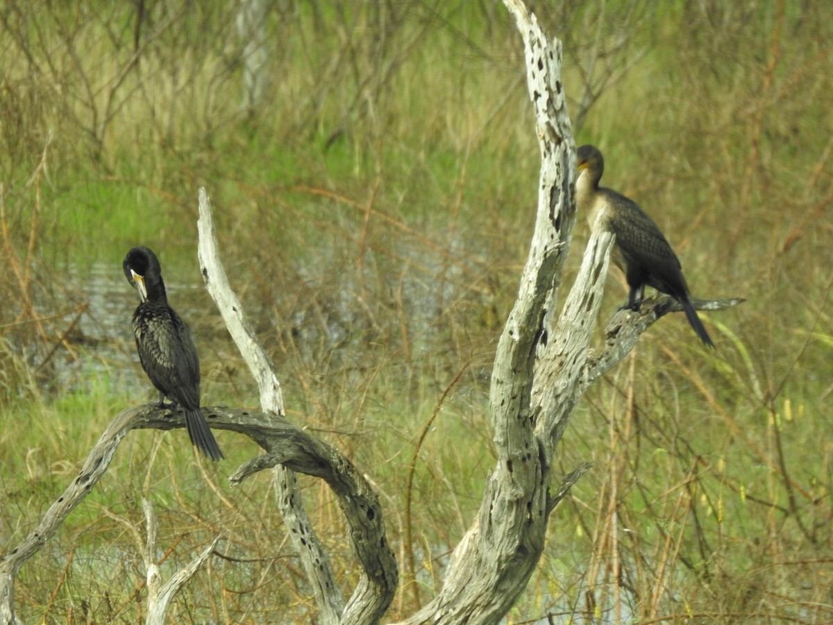 Neotropic Cormorant - ML626065004