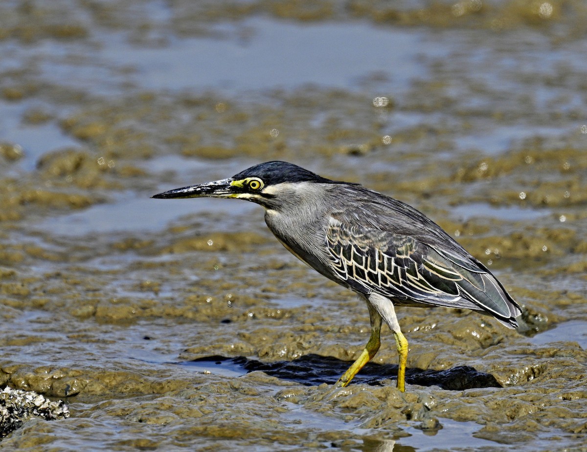 Striated Heron - ML626065096