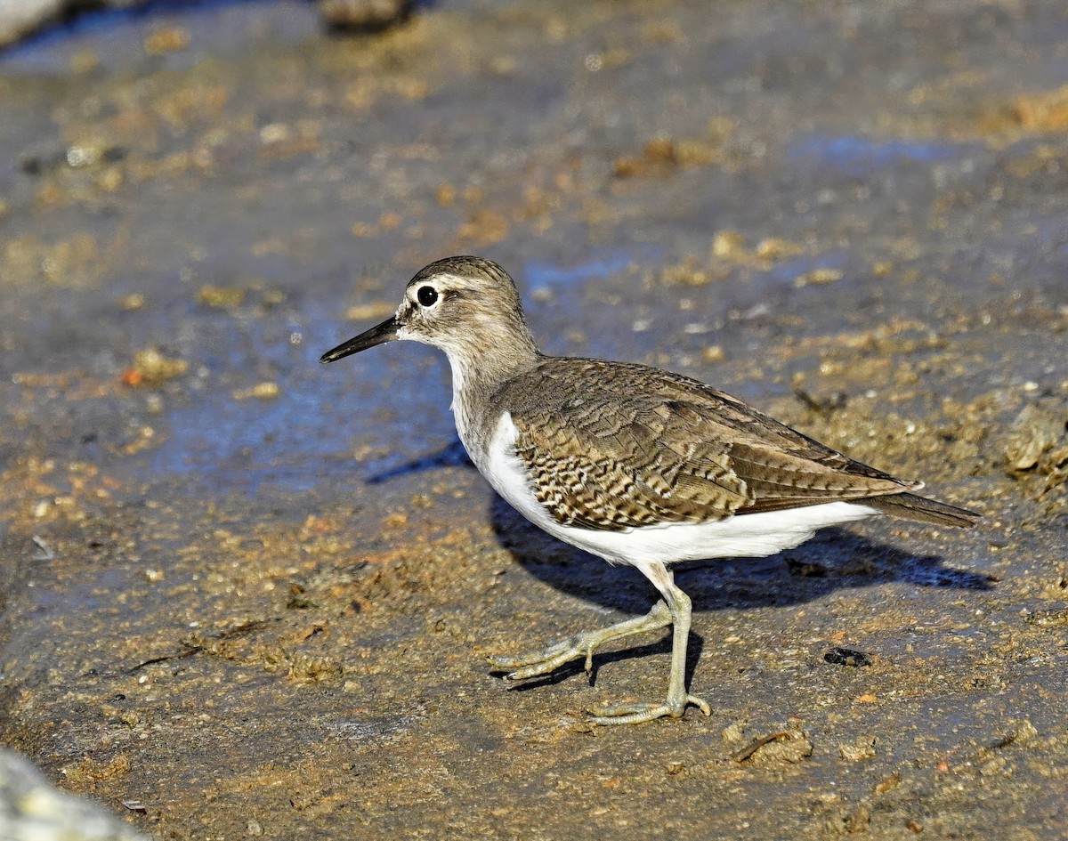 Common Sandpiper - ML626065159