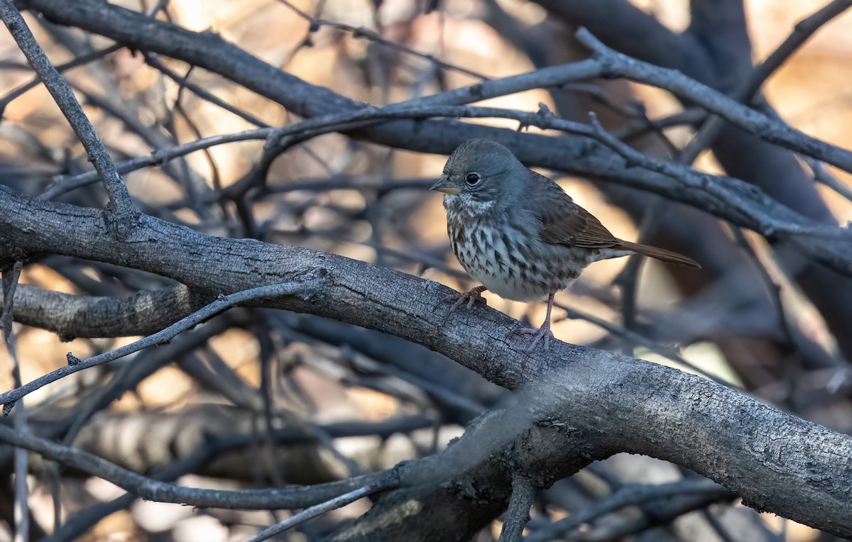 Fox Sparrow (Slate-colored) - ML626065190