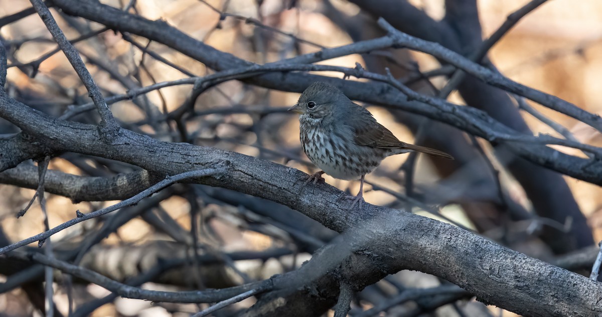 Fox Sparrow (Slate-colored) - ML626065191