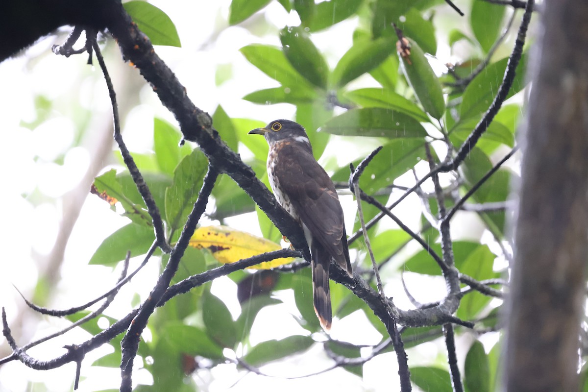 Malaysian Hawk-Cuckoo - ML626065234
