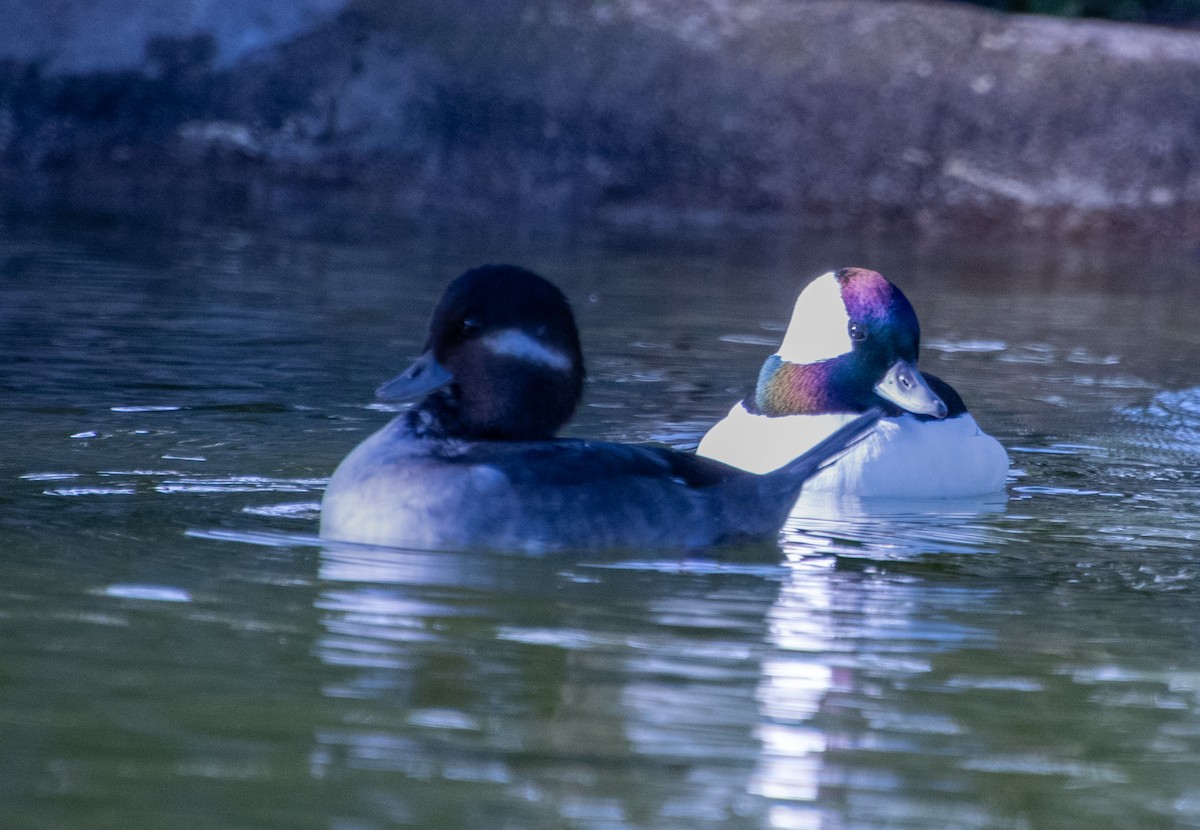 Bufflehead - ML626065284