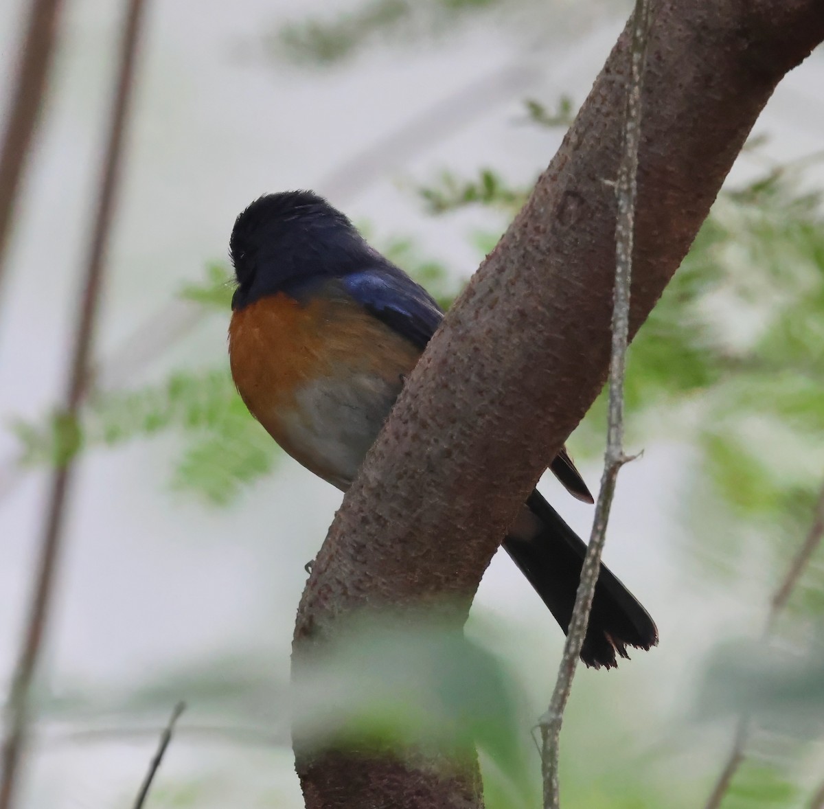 Large Blue Flycatcher - ML626065573