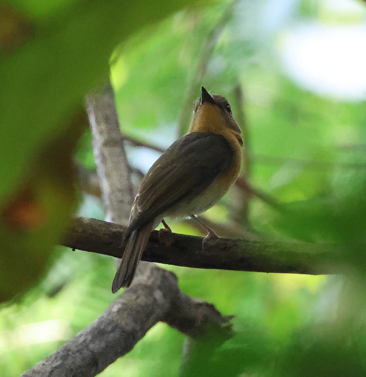 Hainan Blue Flycatcher - ML626065580