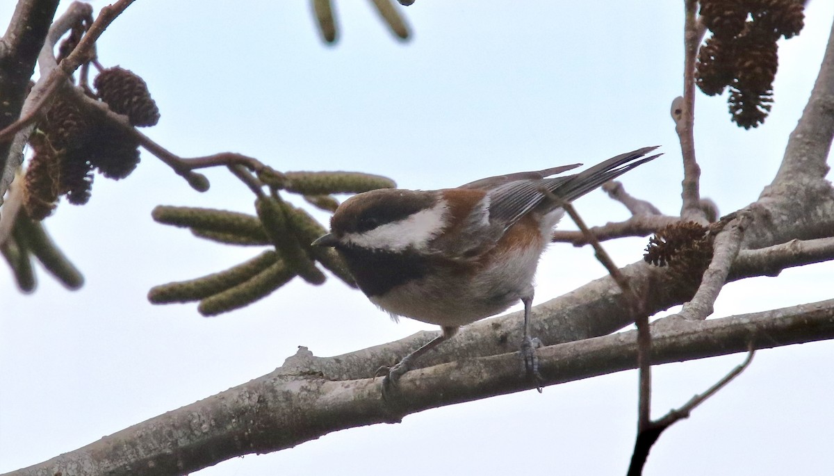 Chestnut-backed Chickadee - ML626065721