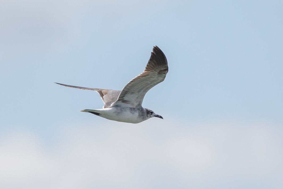 Laughing Gull - ML626065803