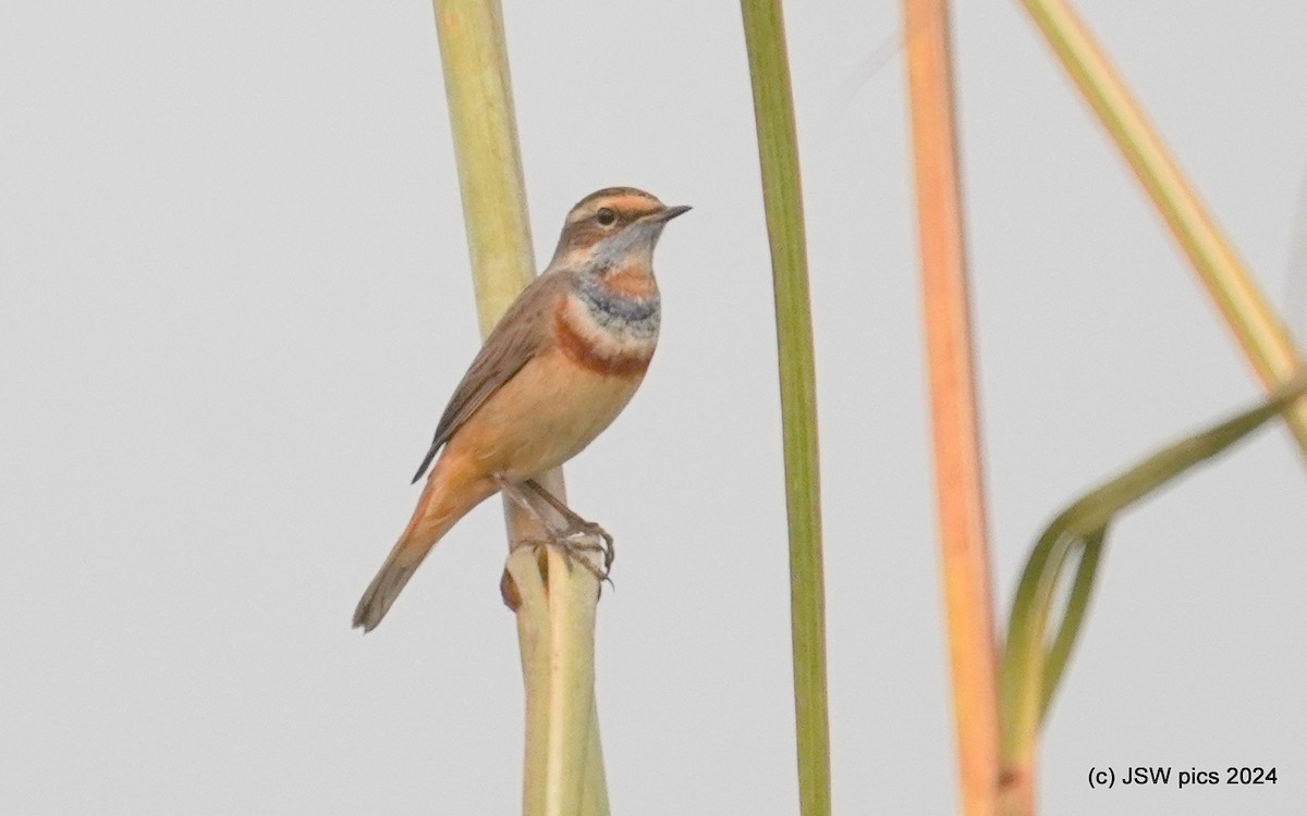 Blaukehlchen - ML626065824