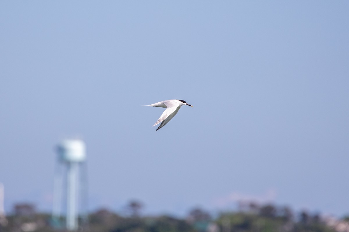 Sandwich Tern - ML626065836