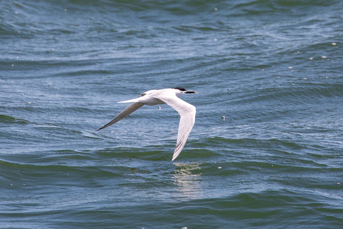 Sandwich Tern - ML626065837