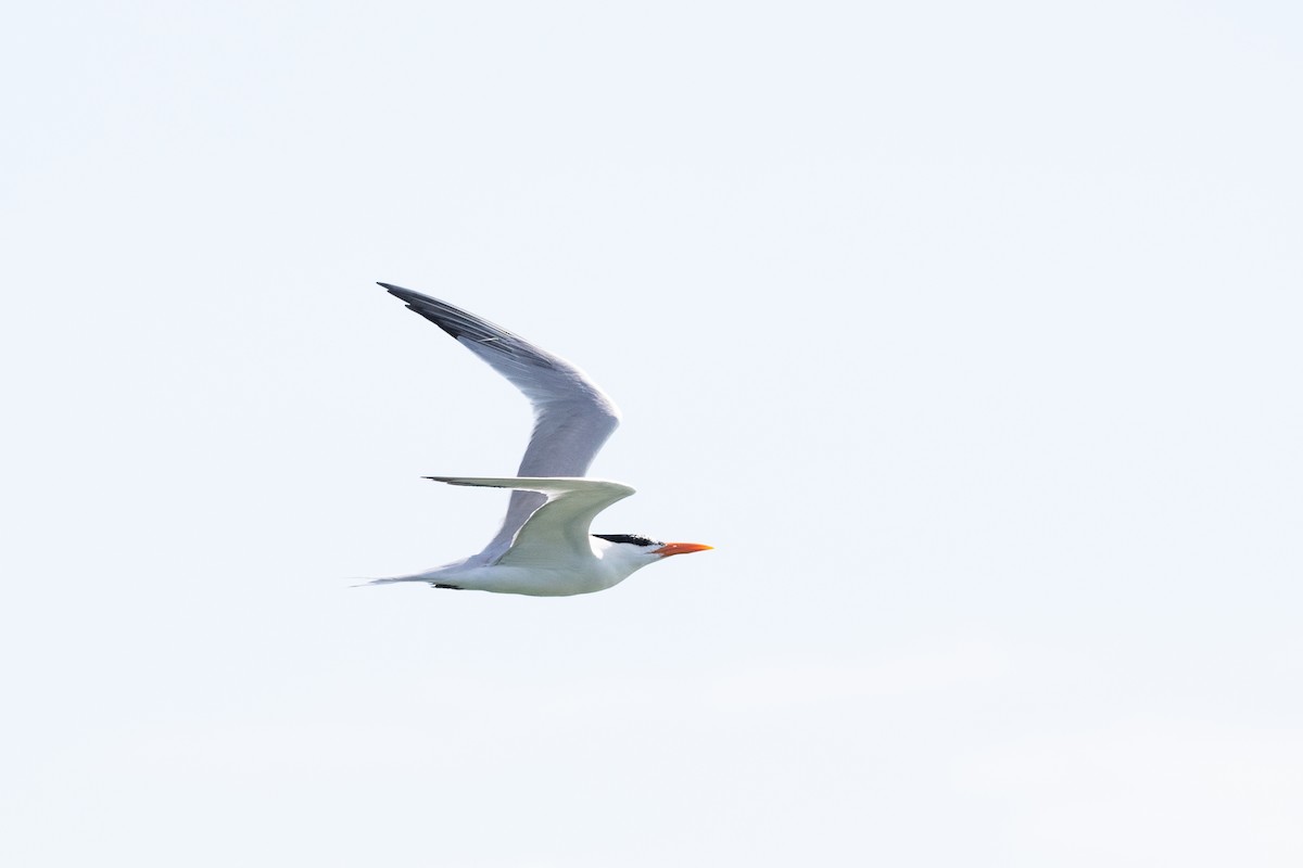 Royal Tern - ML626065857