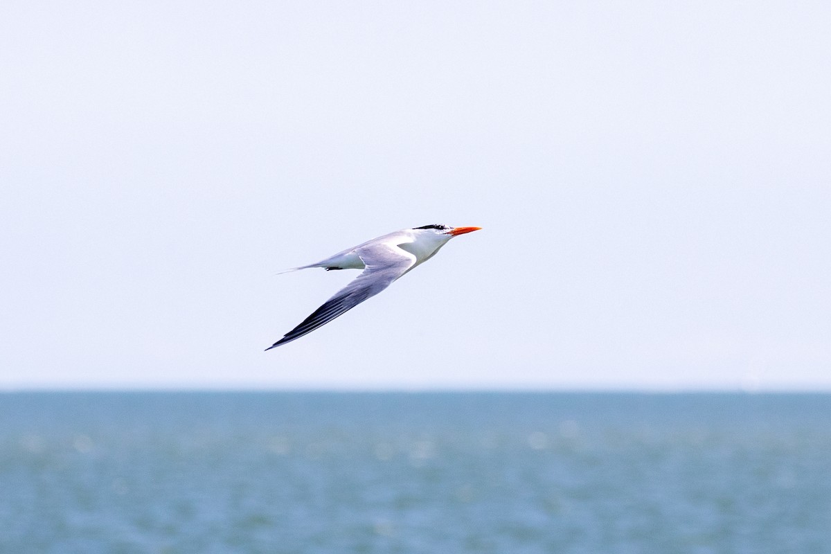 Royal Tern - ML626065858