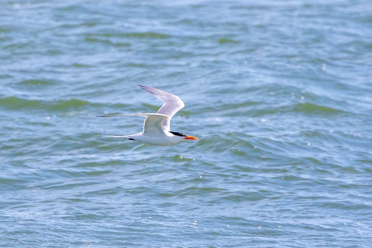 Royal Tern - ML626065859