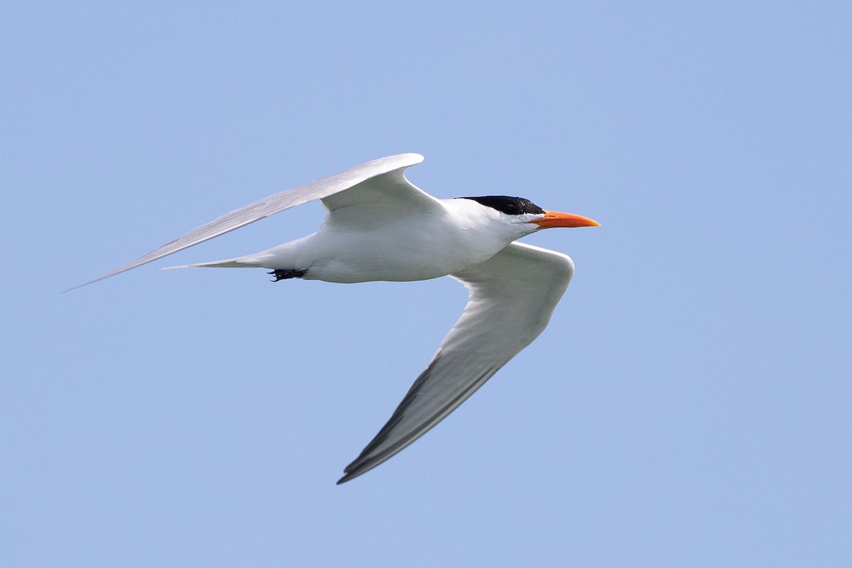 Royal Tern - ML626065860