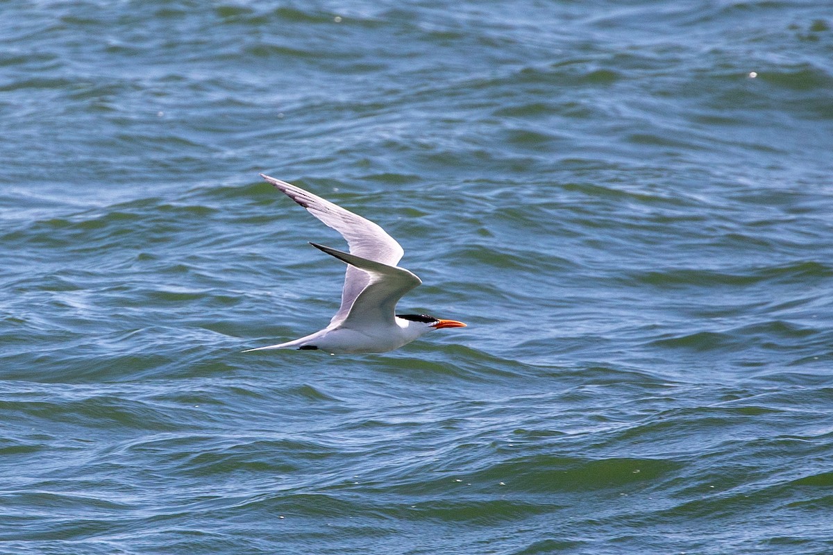 Royal Tern - ML626065861