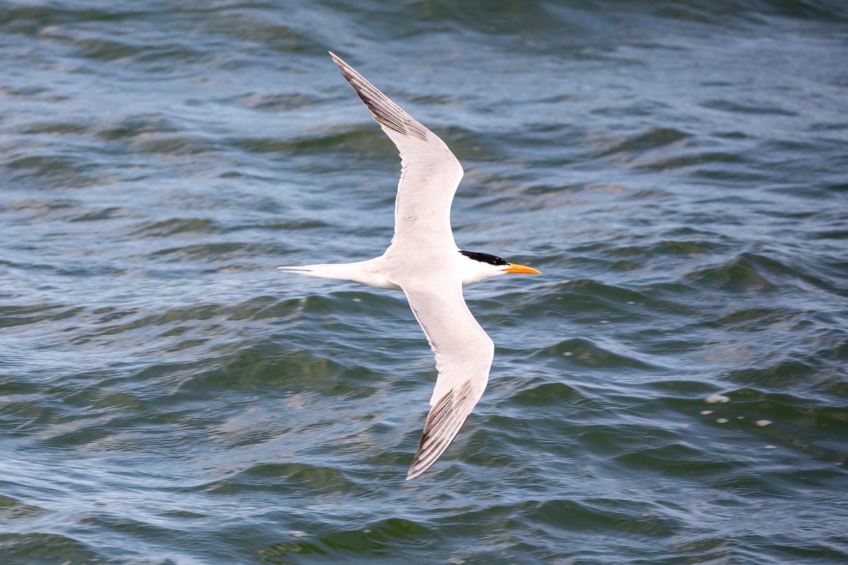 Royal Tern - ML626065862