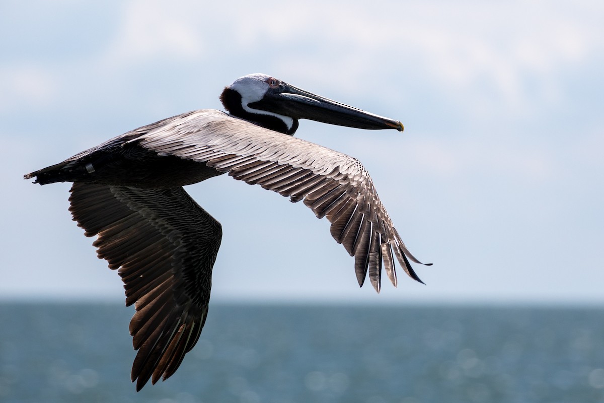 Brown Pelican - ML626065880