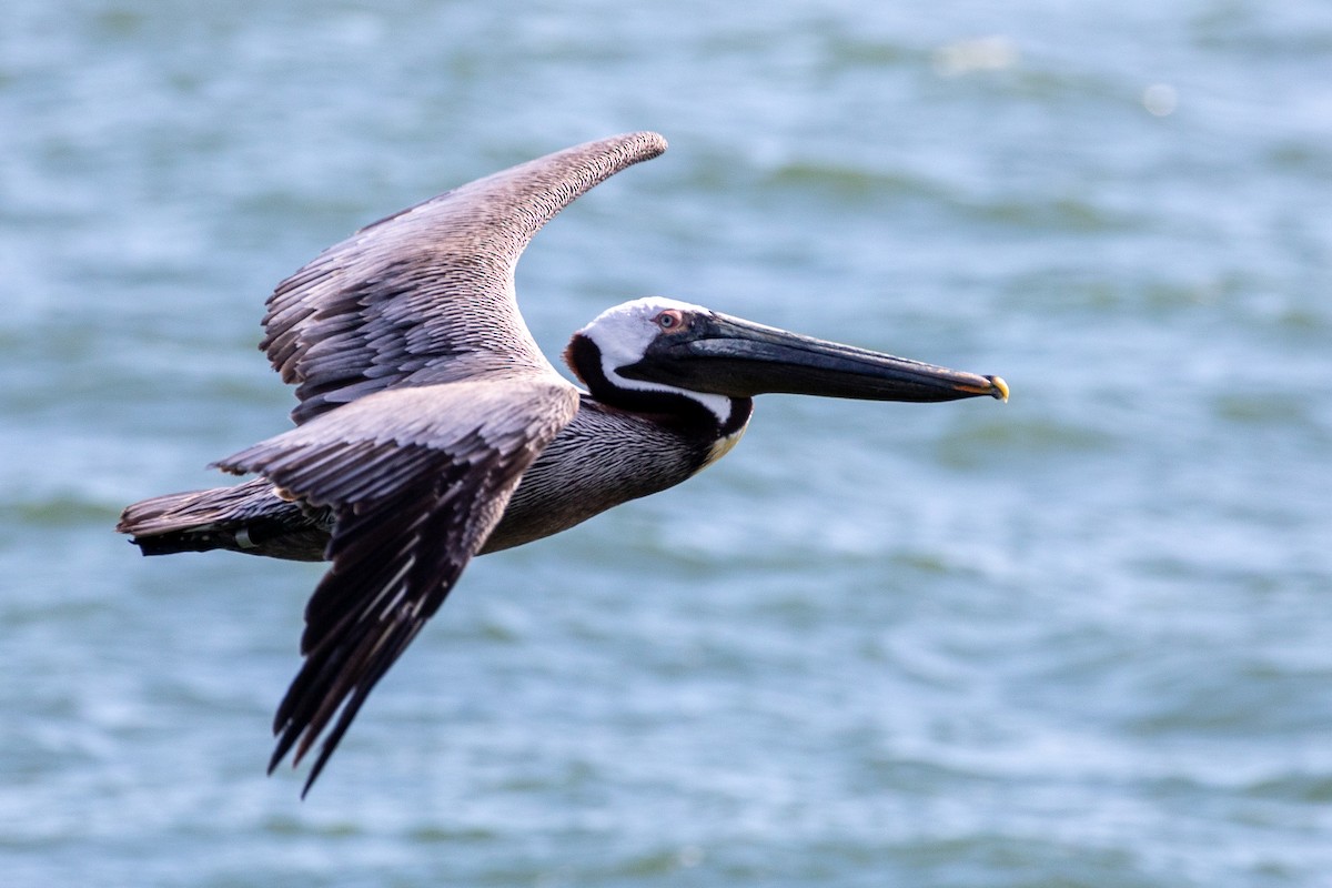 Brown Pelican - ML626065881