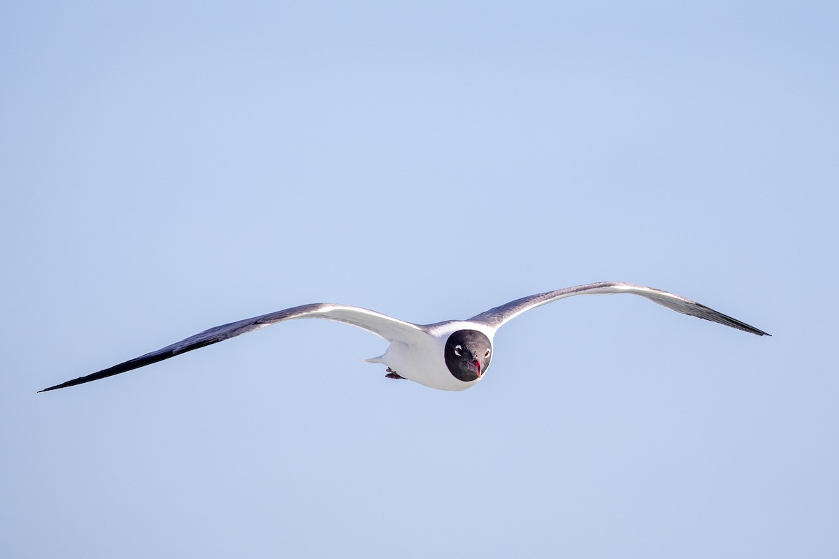 Laughing Gull - ML626065916