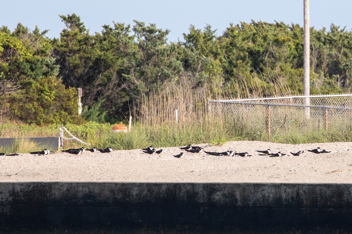 Black Skimmer - ML626065921