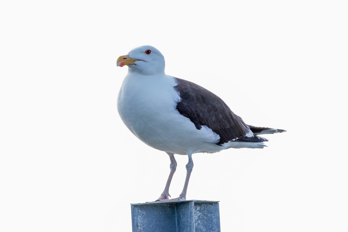 Great Black-backed Gull - ML626065948