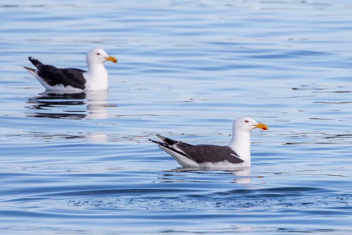 Great Black-backed Gull - ML626065950