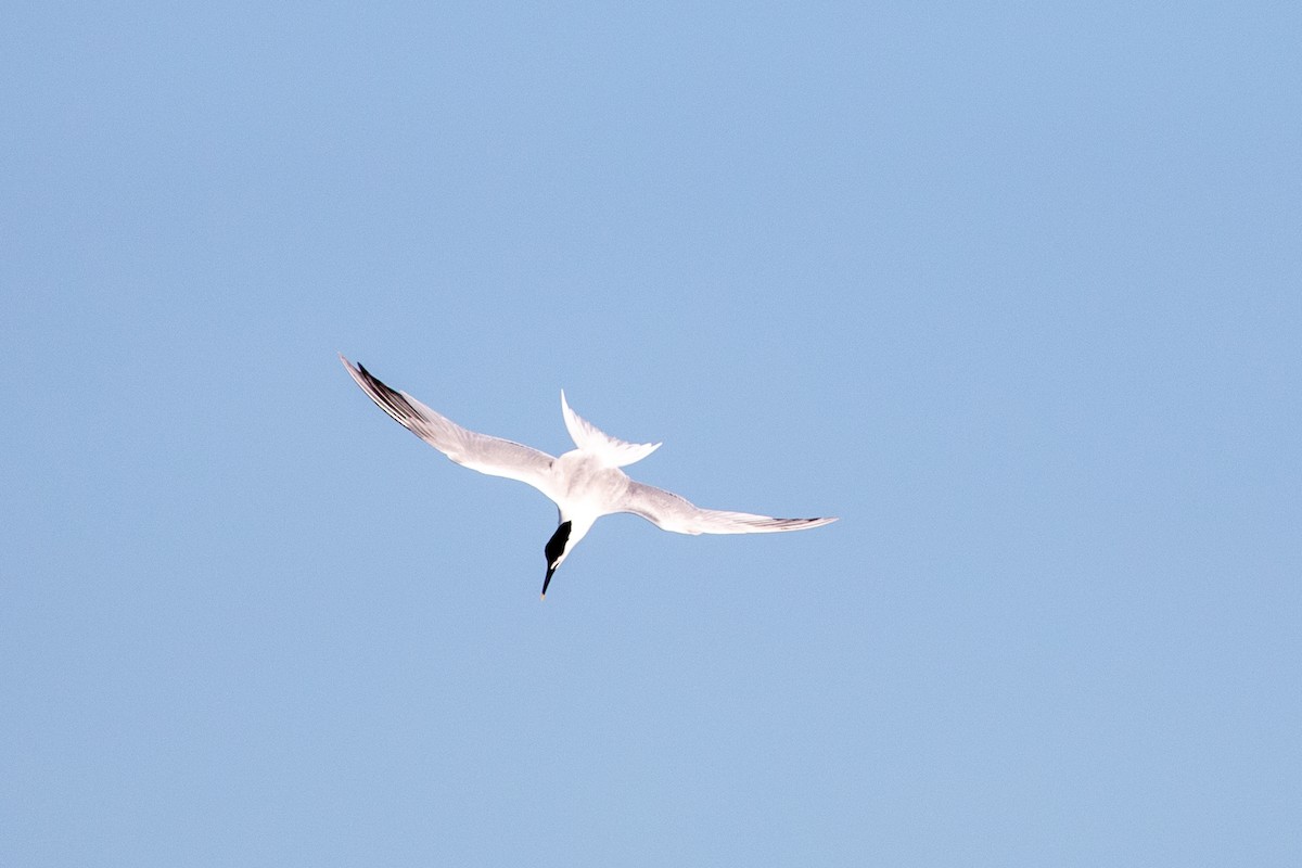 Sandwich Tern - ML626065993