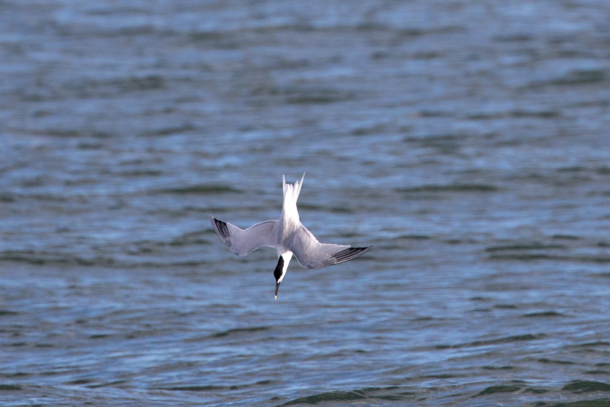 Sandwich Tern - ML626065997