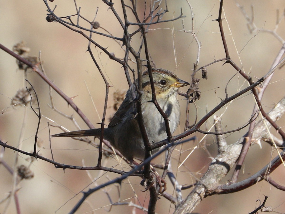 Swamp Sparrow - ML626066147