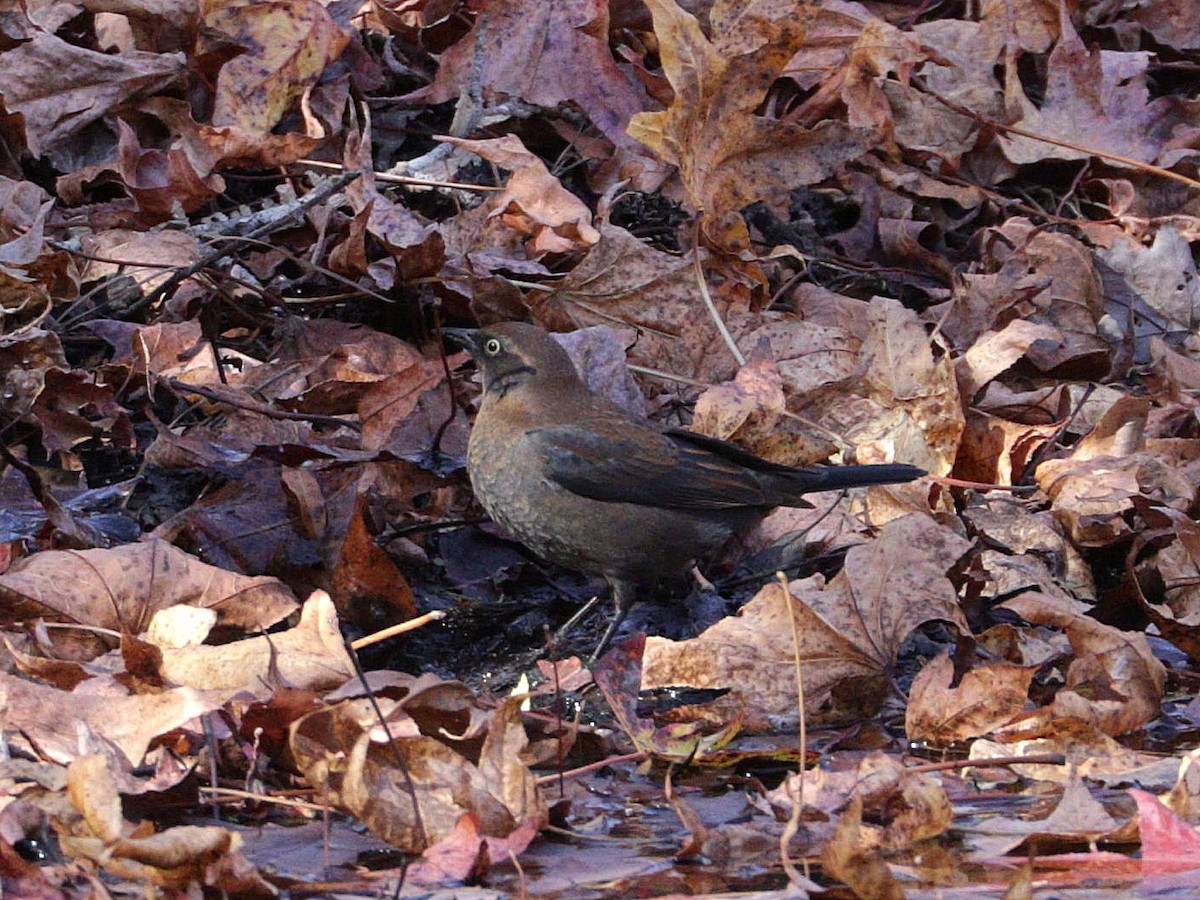 Rusty Blackbird - ML626066151