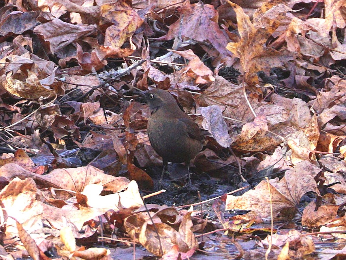 Rusty Blackbird - ML626066152