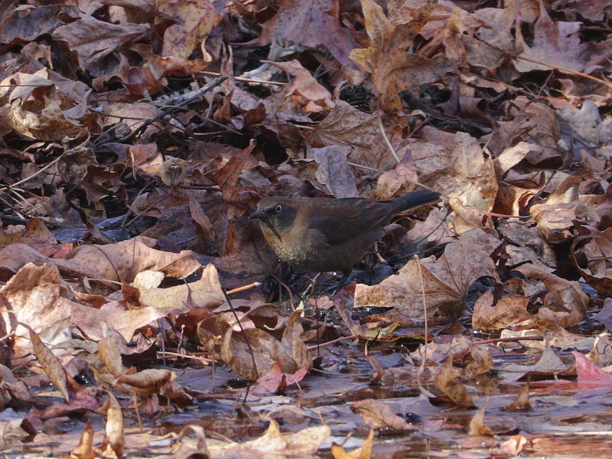 Rusty Blackbird - ML626066153