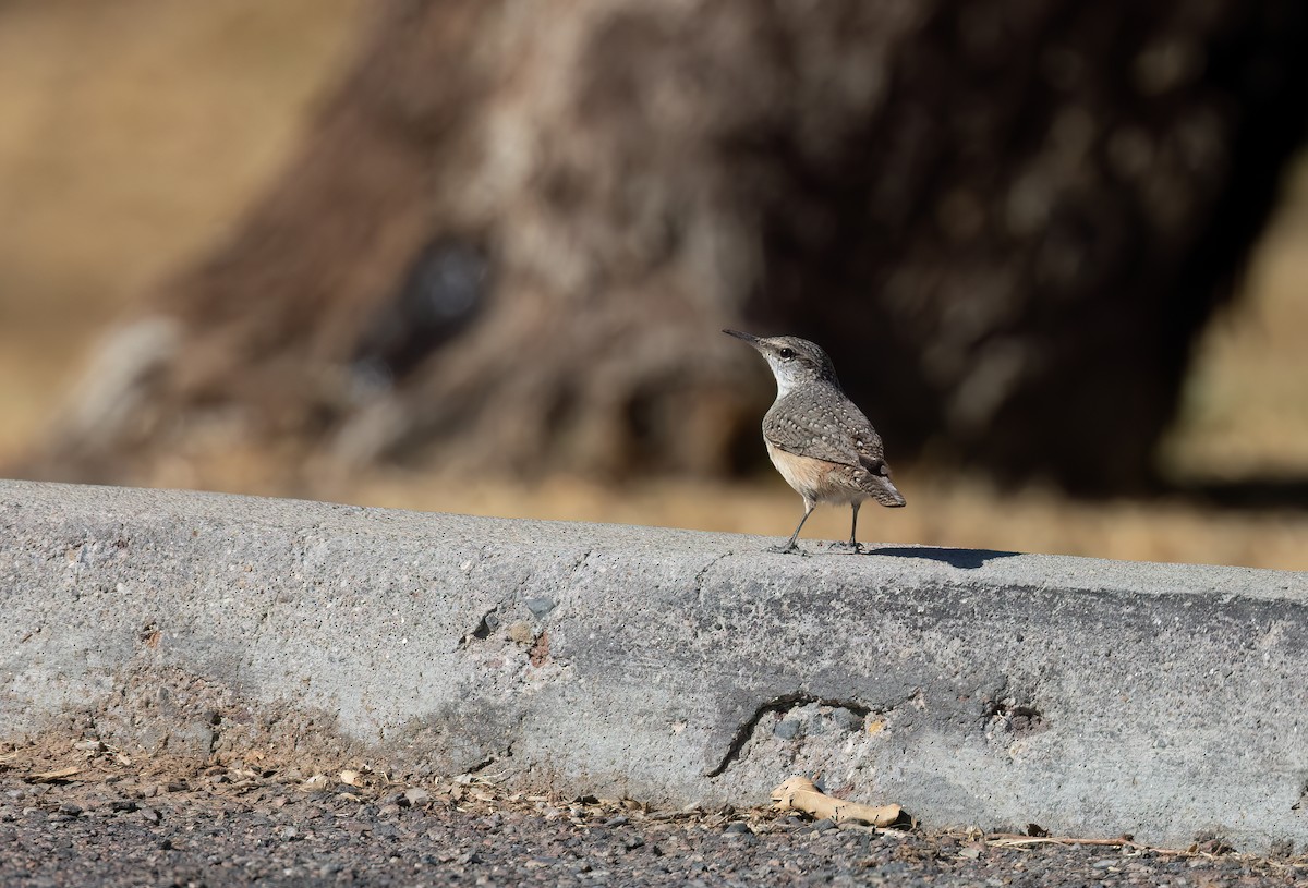 Rock Wren - ML626066181