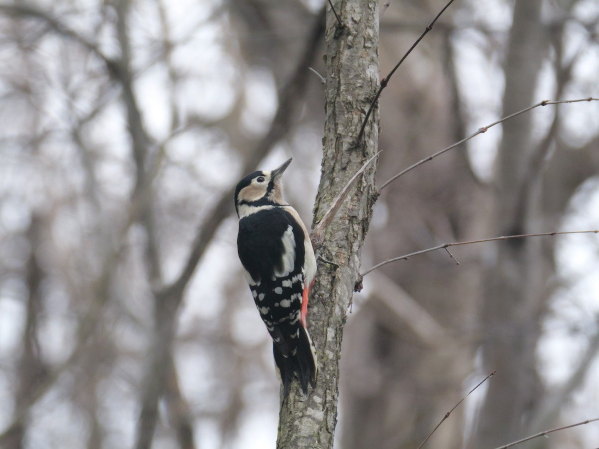 Great Spotted Woodpecker - ML626066206