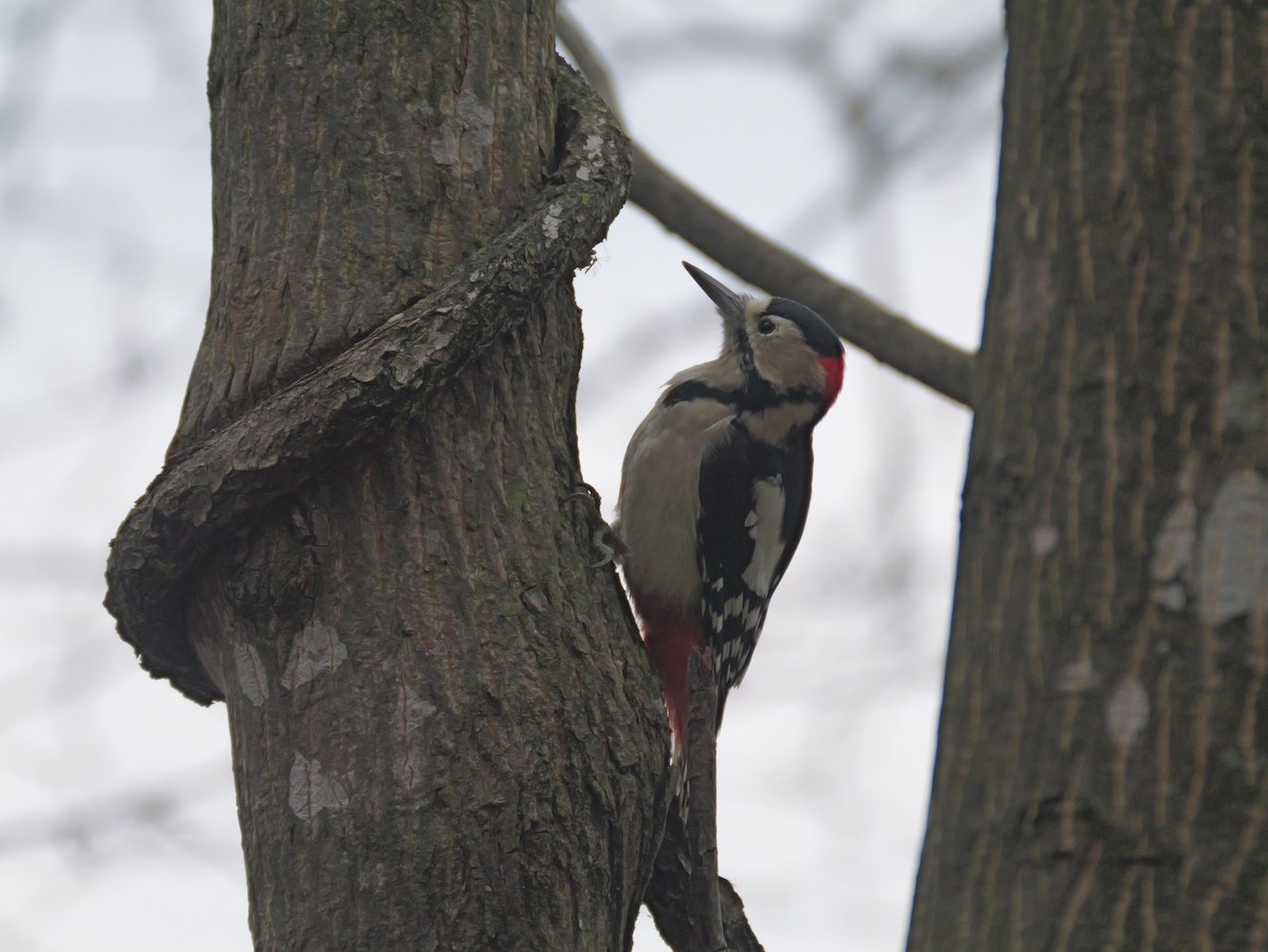 Great Spotted Woodpecker - ML626066207