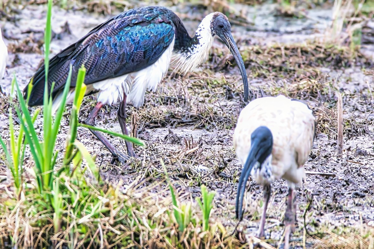 Straw-necked Ibis - ML626066260