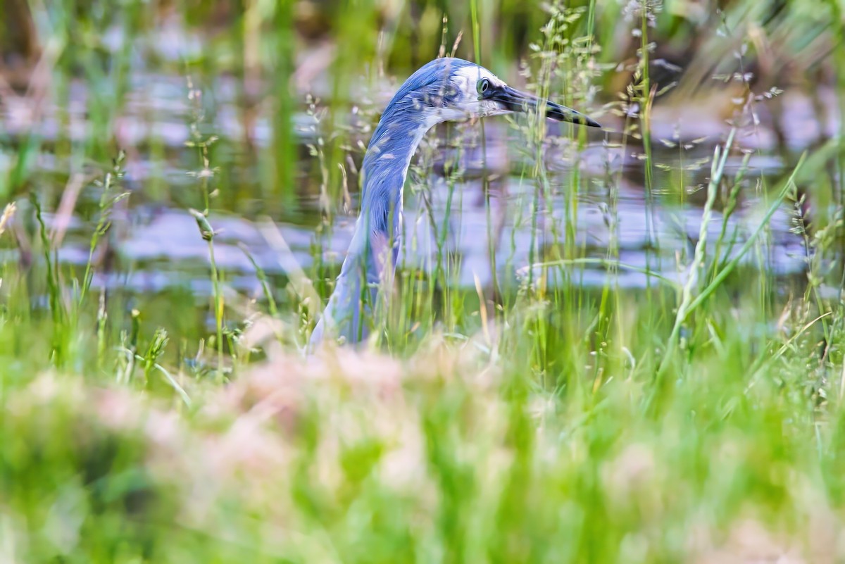 White-faced Heron - ML626066340